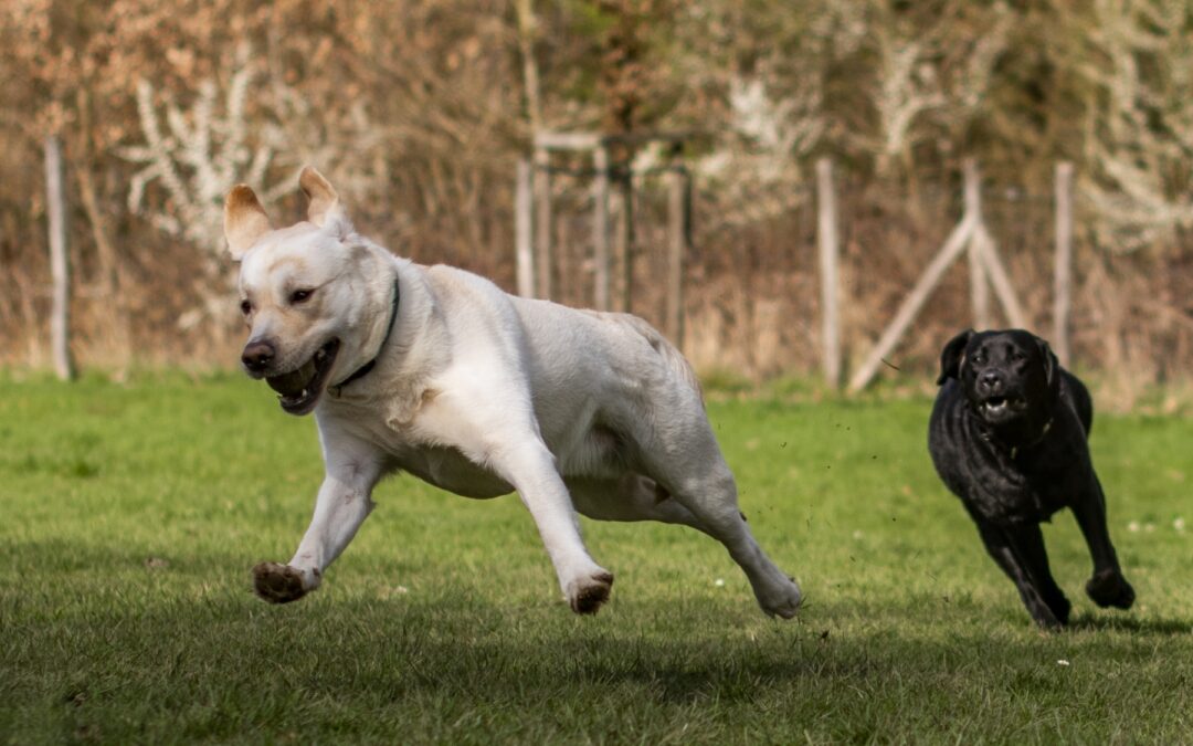 Biscuit and Pollie