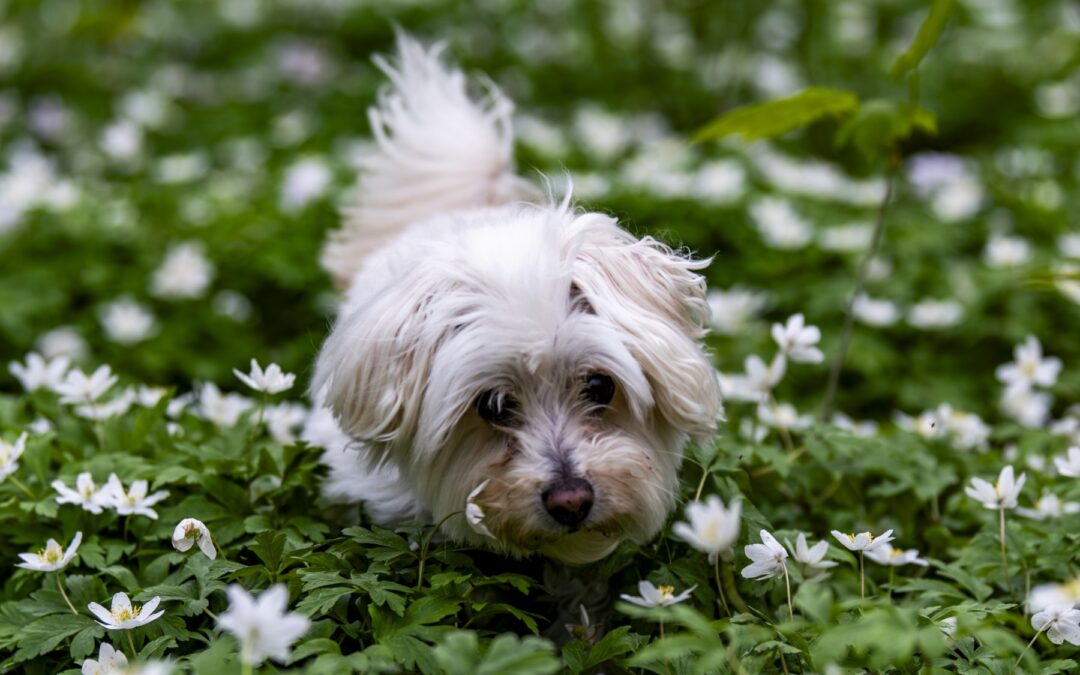 Chloe Flower Power